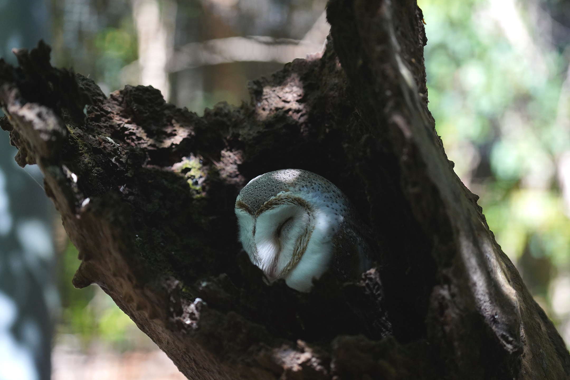 Owl in the tree at Daintree Ecolodge