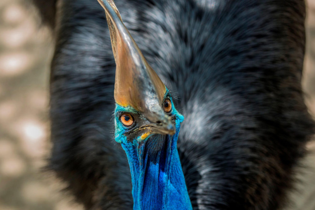 Endangered Animals In Daintree Rainforest