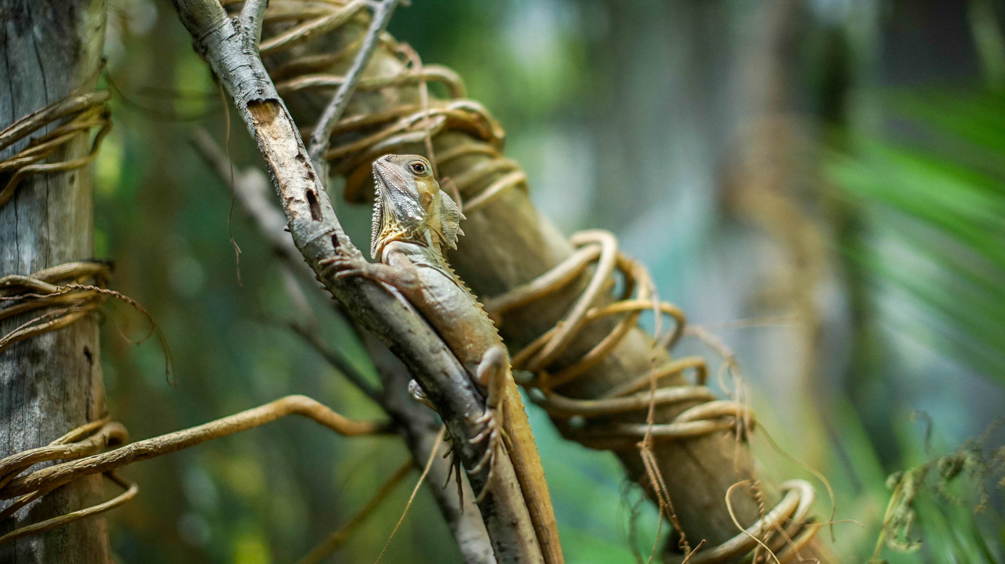 10 Rare Daintree Rainforest Plants & Animals