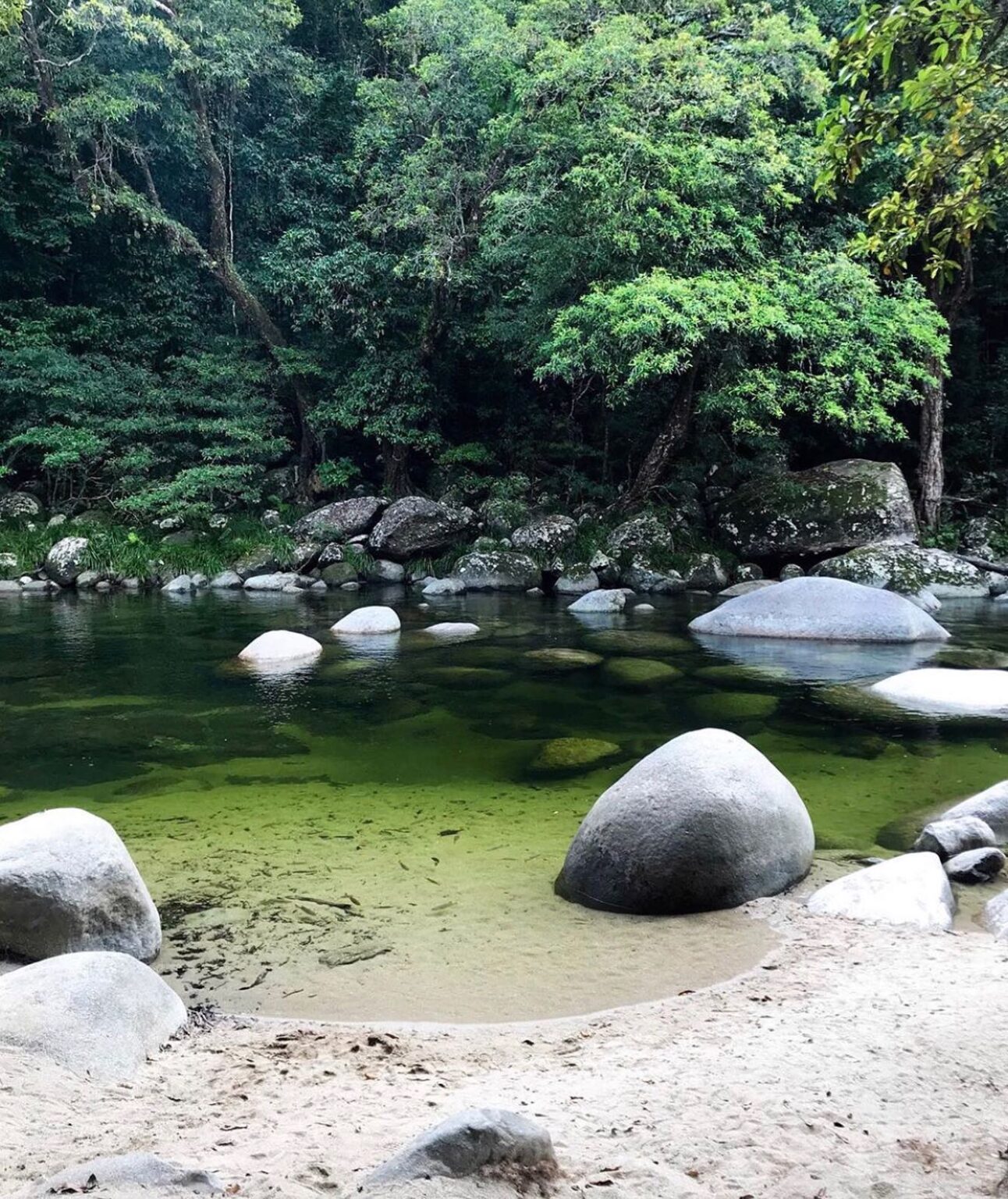 Top 6 Rainforest Walks In Queensland