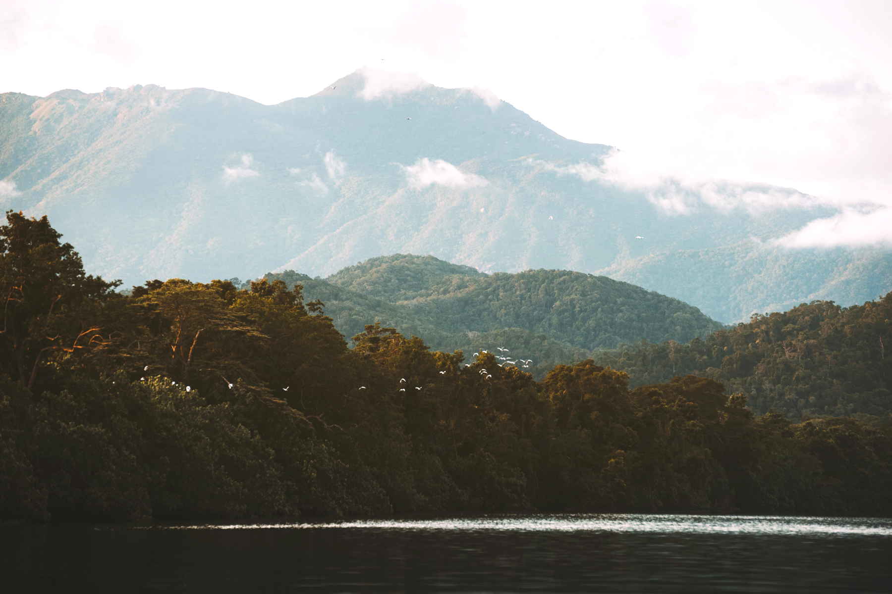 Daintree Rainforest