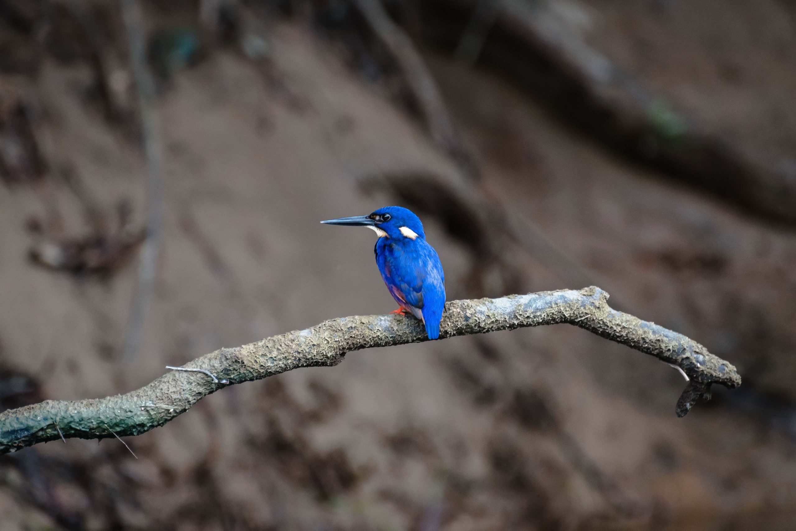 Kingfisher