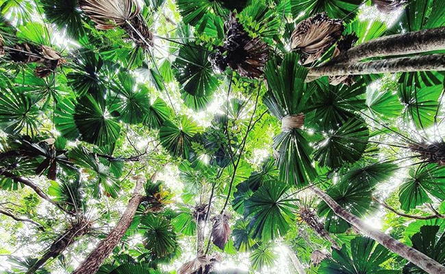 Daintree Rainforest canopy