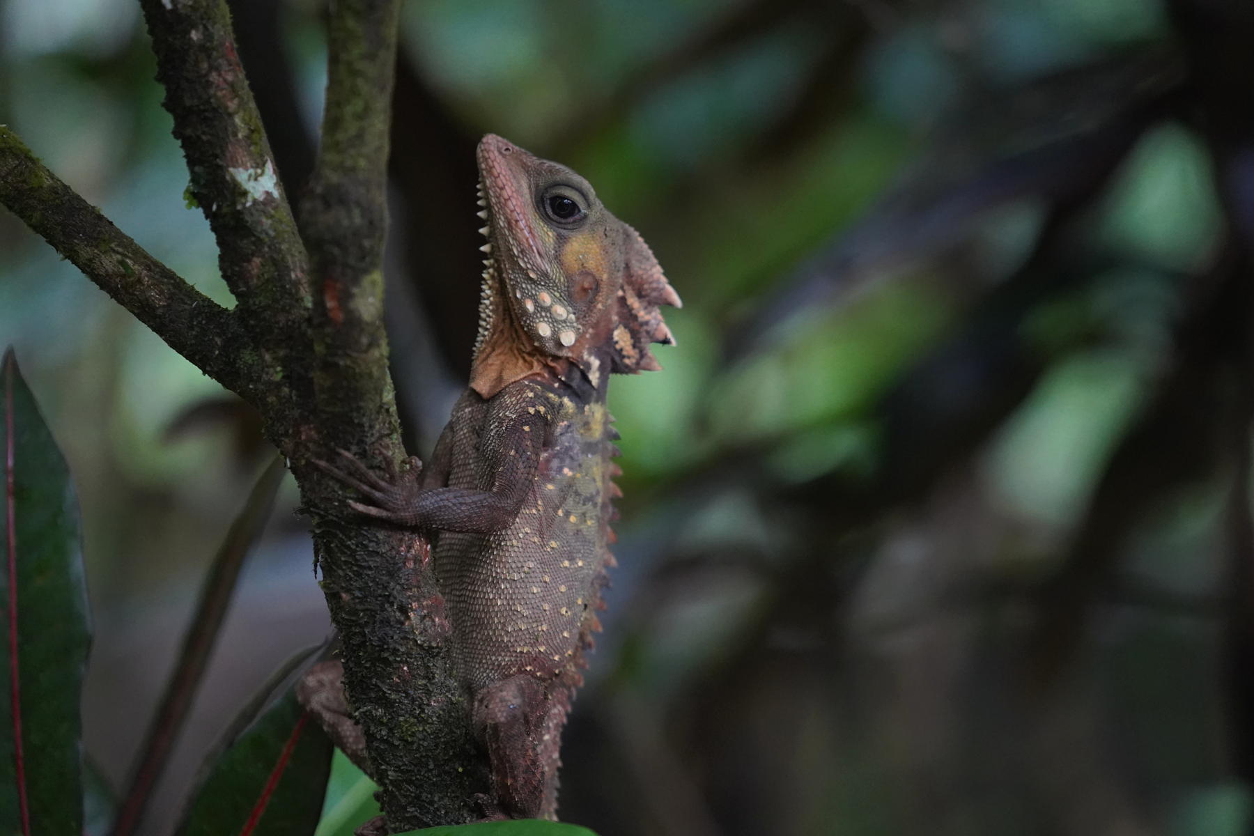 Water dragon at Daintree Ecolodge