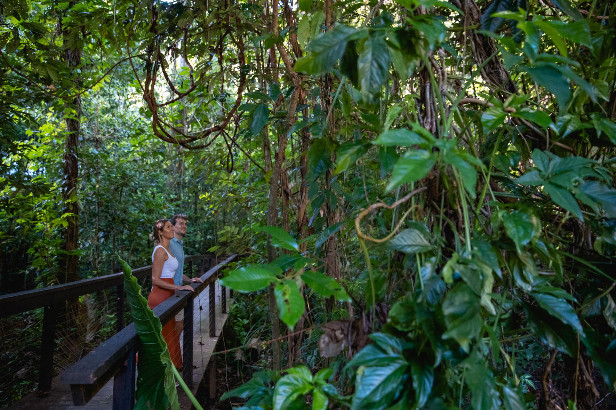 Daintree Ecolodge Rainforest Walk