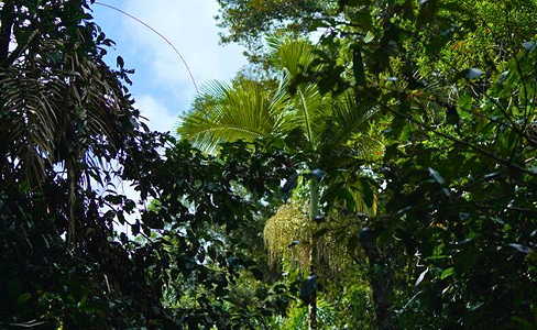 Daintree Rainforest canopy at Daintree Ecolodge